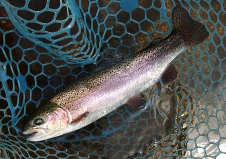 ミノーイングを楽しむ ～フィッシングパーク高島の泉～